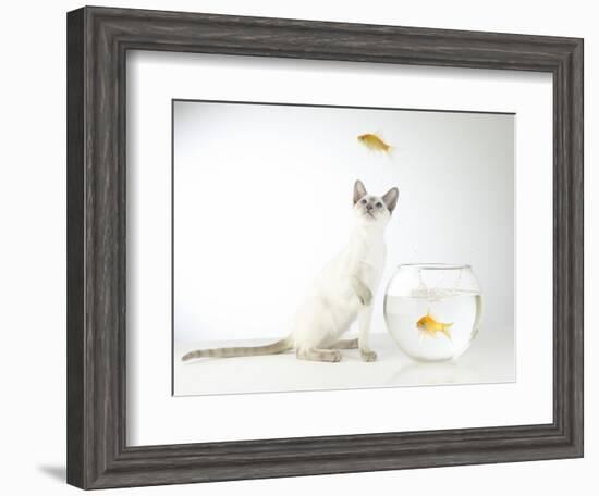 Siamese kitten with jumping goldfish-Steve Lupton-Framed Photographic Print