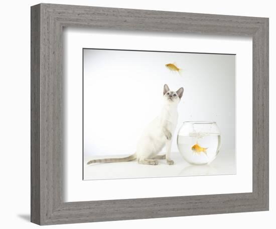 Siamese kitten with jumping goldfish-Steve Lupton-Framed Photographic Print