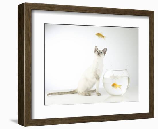 Siamese kitten with jumping goldfish-Steve Lupton-Framed Photographic Print