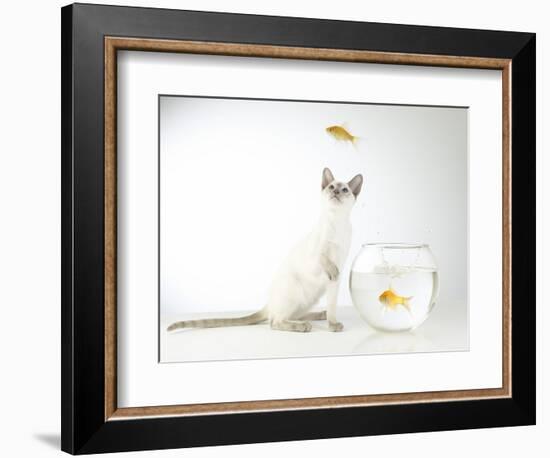 Siamese kitten with jumping goldfish-Steve Lupton-Framed Photographic Print