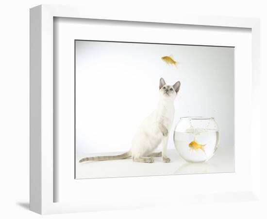 Siamese kitten with jumping goldfish-Steve Lupton-Framed Photographic Print