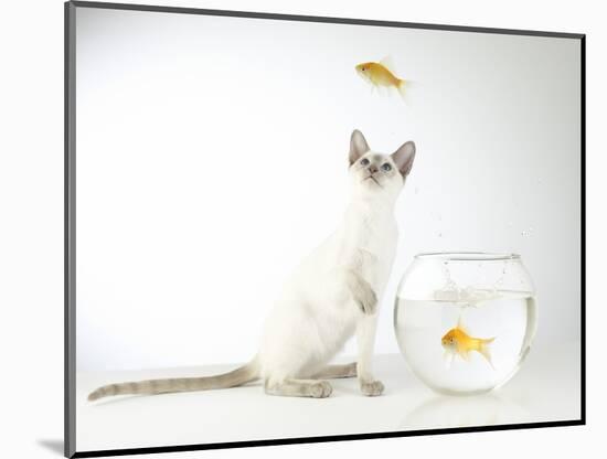Siamese kitten with jumping goldfish-Steve Lupton-Mounted Photographic Print