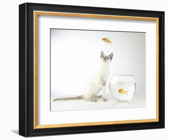 Siamese kitten with jumping goldfish-Steve Lupton-Framed Photographic Print