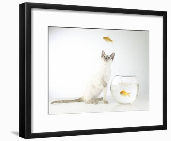 Siamese kitten with jumping goldfish-Steve Lupton-Framed Photographic Print