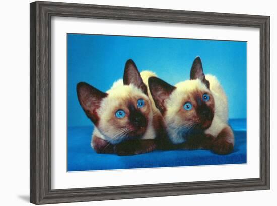 Siamese Kittens-null-Framed Art Print