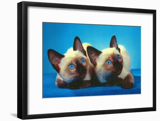 Siamese Kittens-null-Framed Art Print