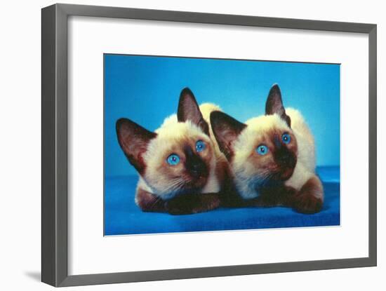 Siamese Kittens-null-Framed Art Print