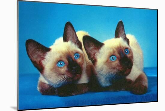 Siamese Kittens-null-Mounted Art Print