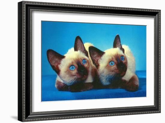 Siamese Kittens-null-Framed Art Print