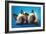 Siamese Kittens-null-Framed Art Print