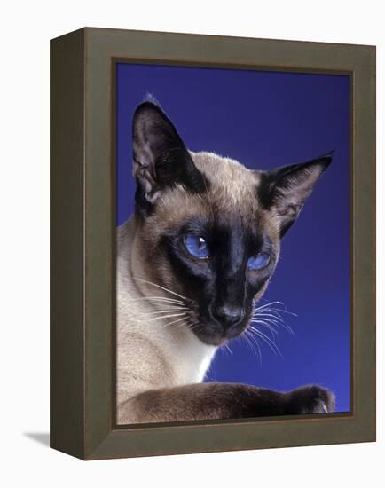 Siamese Seal Point in Studio-null-Framed Premier Image Canvas