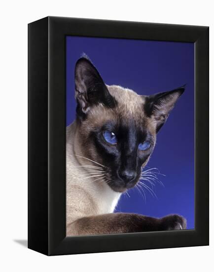 Siamese Seal Point in Studio-null-Framed Premier Image Canvas