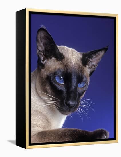 Siamese Seal Point in Studio-null-Framed Premier Image Canvas