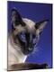 Premium Photographic Print