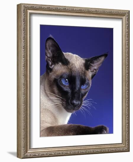 Siamese Seal Point in Studio-null-Framed Photographic Print