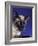 Siamese Seal Point in Studio-null-Framed Photographic Print