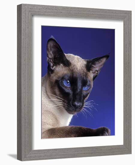 Siamese Seal Point in Studio-null-Framed Photographic Print