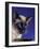 Siamese Seal Point in Studio-null-Framed Photographic Print