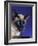 Siamese Seal Point in Studio-null-Framed Photographic Print