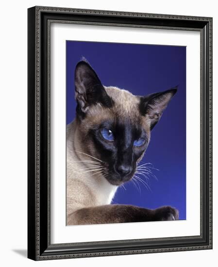 Siamese Seal Point in Studio-null-Framed Photographic Print