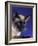 Siamese Seal Point in Studio-null-Framed Photographic Print