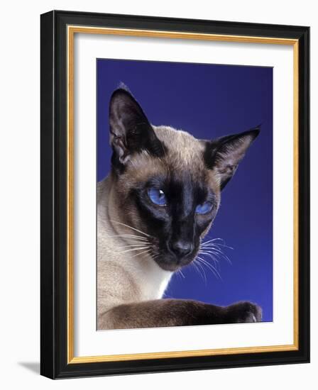 Siamese Seal Point in Studio-null-Framed Photographic Print