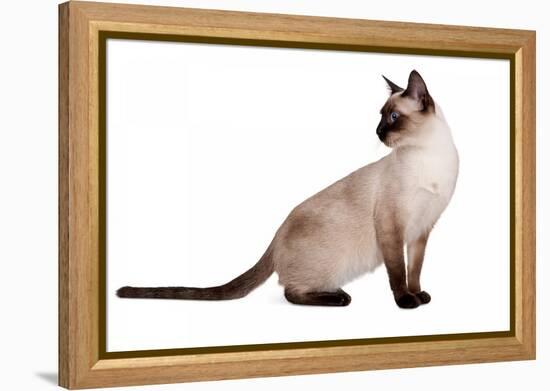 Siamese Thai Cat-Fabio Petroni-Framed Premier Image Canvas