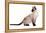 Siamese Thai Cat-Fabio Petroni-Framed Premier Image Canvas