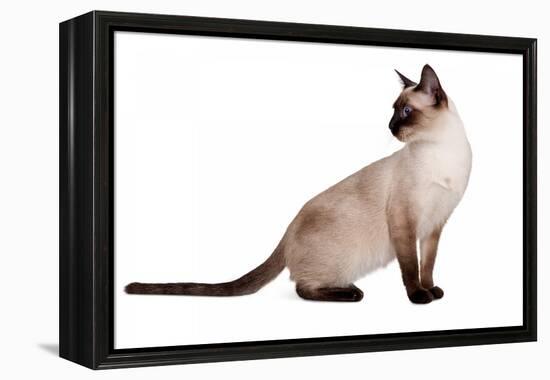 Siamese Thai Cat-Fabio Petroni-Framed Premier Image Canvas