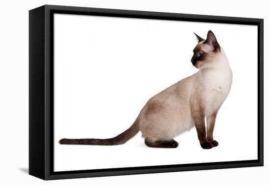 Siamese Thai Cat-Fabio Petroni-Framed Premier Image Canvas