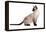 Siamese Thai Cat-Fabio Petroni-Framed Premier Image Canvas