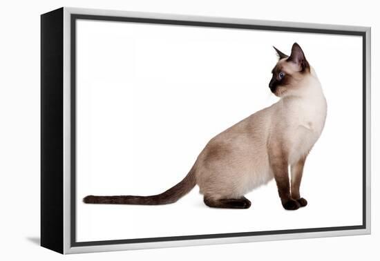 Siamese Thai Cat-Fabio Petroni-Framed Premier Image Canvas