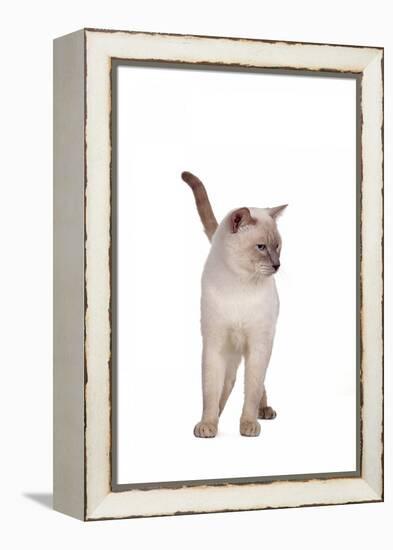 Siamese Thai Cat-Fabio Petroni-Framed Premier Image Canvas