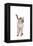 Siamese Thai Cat-Fabio Petroni-Framed Premier Image Canvas