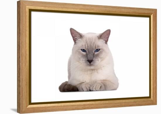 Siamese Thai Cat-Fabio Petroni-Framed Premier Image Canvas