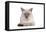 Siamese Thai Cat-Fabio Petroni-Framed Premier Image Canvas