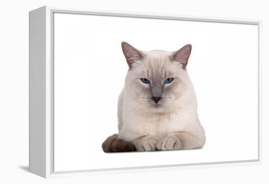 Siamese Thai Cat-Fabio Petroni-Framed Premier Image Canvas