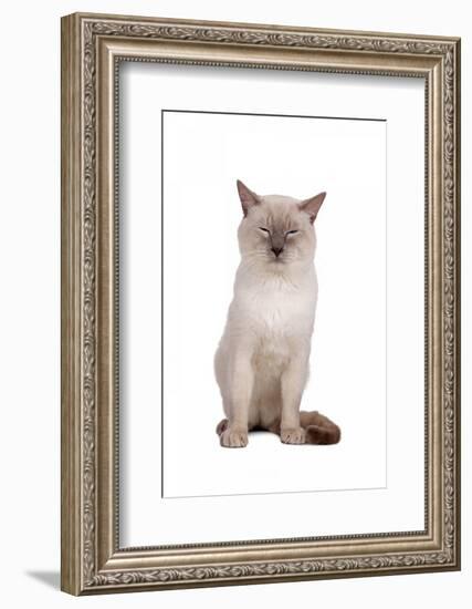 Siamese Thai Cat-Fabio Petroni-Framed Photographic Print