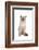 Siamese Thai Cat-Fabio Petroni-Framed Photographic Print