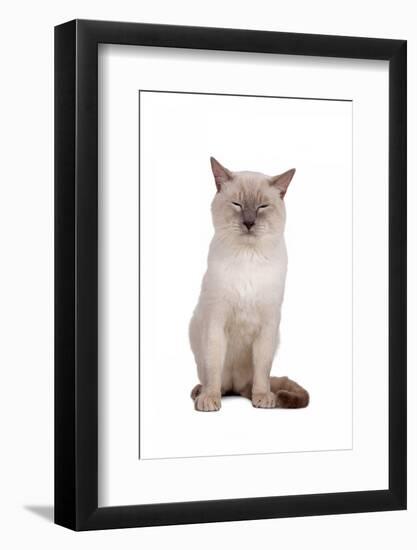 Siamese Thai Cat-Fabio Petroni-Framed Photographic Print