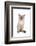 Siamese Thai Cat-Fabio Petroni-Framed Photographic Print