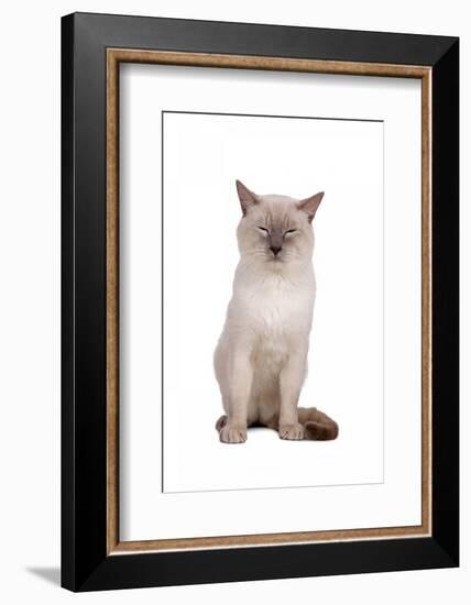 Siamese Thai Cat-Fabio Petroni-Framed Photographic Print