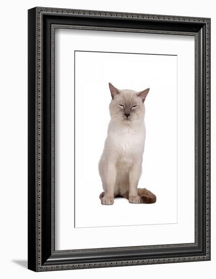 Siamese Thai Cat-Fabio Petroni-Framed Photographic Print