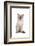 Siamese Thai Cat-Fabio Petroni-Framed Photographic Print