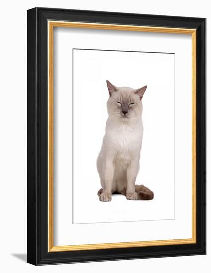 Siamese Thai Cat-Fabio Petroni-Framed Photographic Print