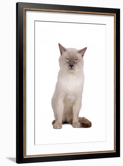 Siamese Thai Cat-Fabio Petroni-Framed Photographic Print