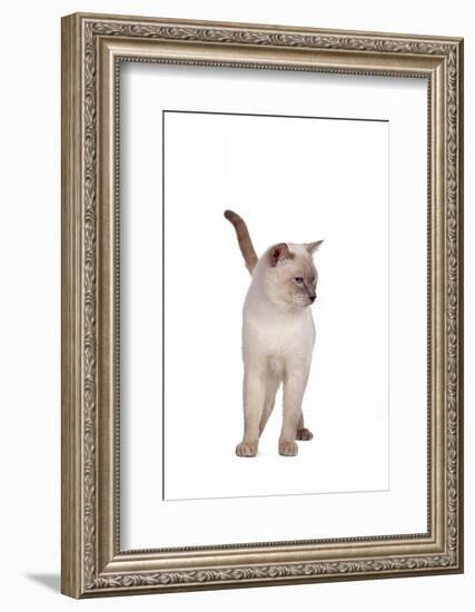 Siamese Thai Cat-Fabio Petroni-Framed Photographic Print