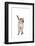 Siamese Thai Cat-Fabio Petroni-Framed Photographic Print