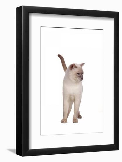 Siamese Thai Cat-Fabio Petroni-Framed Photographic Print