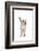 Siamese Thai Cat-Fabio Petroni-Framed Photographic Print